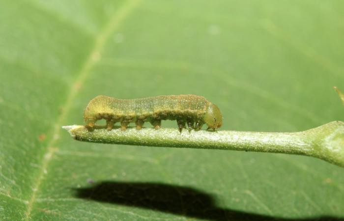 Figura 2. larva <i>Libytheana mexicana</i></i> (Nymphalidae), penúltimo estadío (PU) vista lateral, localidad Medrano Estación Biológica Quica Sector Pitilla ACG (380m). Voucher: 17-SRNP-70755-DHJ737176.jpg.