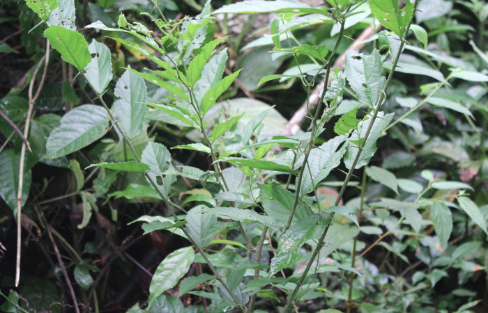 Figura 9. Planta hospedera de <i>Libytheana mexicana</i></i> (Nymphalidae), esta planta se llama <i>Celtis iguanaea</i></i> (Ulmaceae), localidad Medrano Estación Biológica Quica Sector Pitilla ACG (380m), foto; Ricardo Calero 18 Julio 2017.