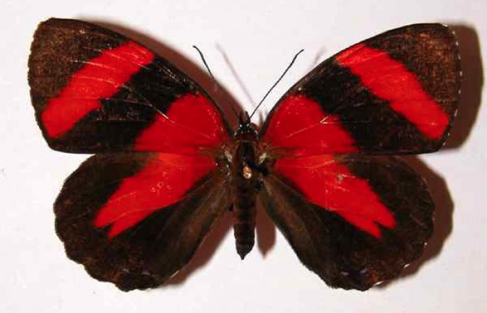 Fig. 1 Vista dorsal hembra <i>Callicore pitheas</i></i> (Nymphidae). Bosque San Emilio, Sector Santa Rosa, 300m. 91-SRNP-814-DHJ34186. 