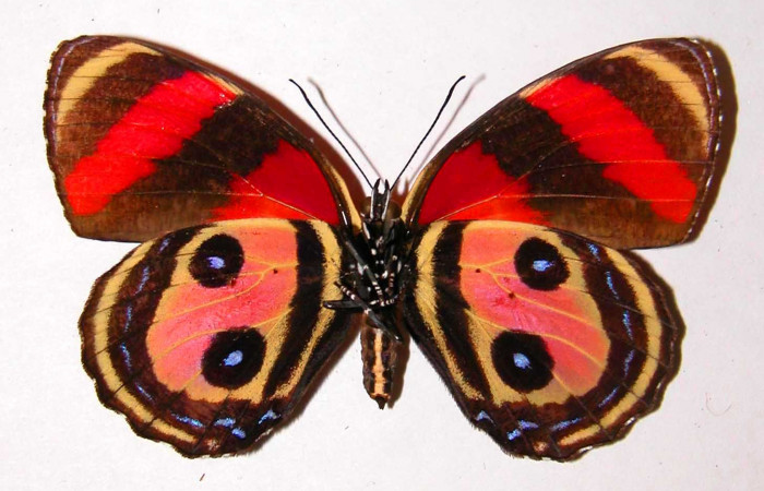 Fig. 2 Vista ventral hembra <i>Callicore pitheas</i></i> (Nymphidae) Bosque San Emilio, Sector Santa Rosa, 300m. 91-SRNP-814-DHJ34187.