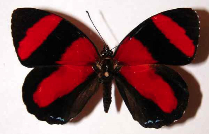 Fig. 3 Vista dorsal macho <i>Callicore pitheas</i></i> (Nymphidae). Bosque San Emilio, Sector Santa Rosa, 300m. 91-SRNP-983-DHJ34188.