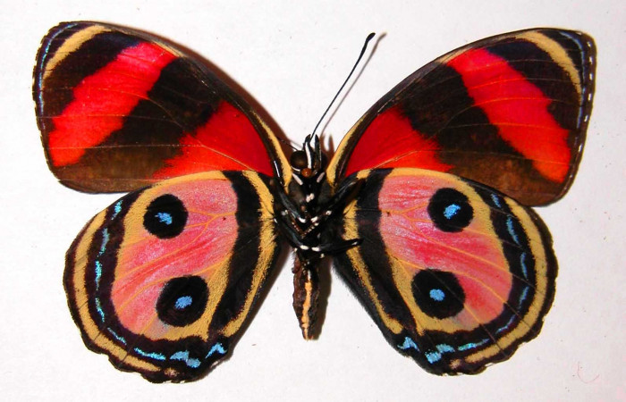 Fig. 4 Vista ventral macho <i>Callicore pitheas</i></i> (Nymphidae). Bosque San Emilio, Sector Santa Rosa, 300m. 91-SRNP-983-DHJ34189.
