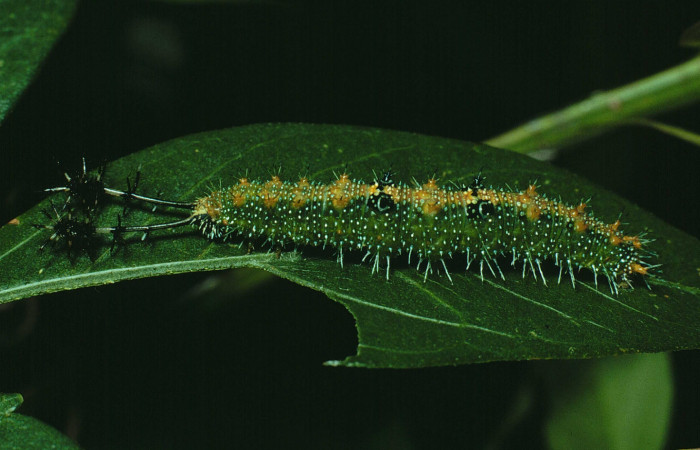 Fig. 5 Larva lateral entera u estadio <i>Callicore pitheas</i></i> (Nymphalidae). Bosque San Emilio, Sector Santa Rosa 300m. 90-SRNP-2618-DHJ13785.