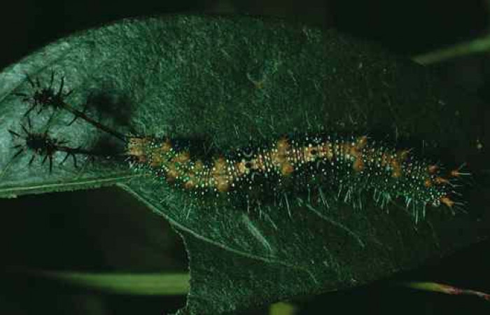 Fig. 6 Larva dorsal entera u estadio <i>Callicore pitheas</i></i>  (Nymphalidae). Bosque San Emilio, Sector Santa Rosa. 300m. 90-SRNP-2618-DHJ13782.