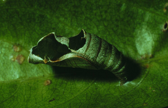 Fig.7 Pupa lateral entera <i>Callicore pitheas</i></i> (Nymphalidae) Bosque San Emilio, Sector Santa Rosa, 300m. 90-SRNP-2635-DHJ13841.