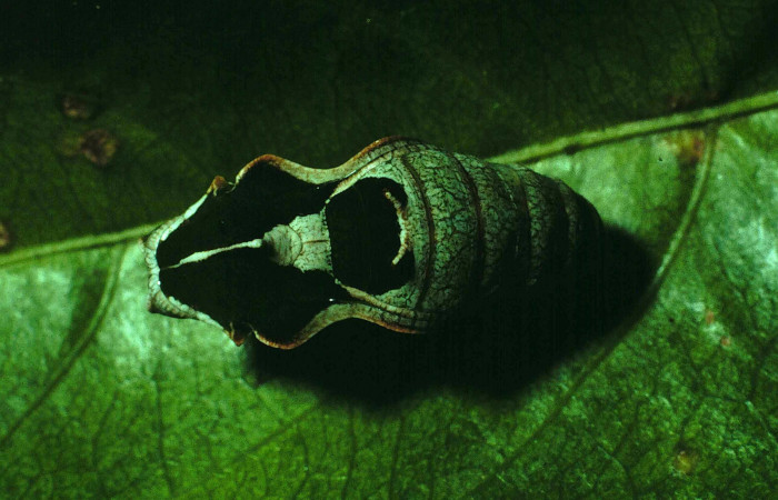 Fig. 8 Pupa dorsal entera <i>Callicore pitheas</i></i> (Nymphalidae). Bosque San Emilio, Sector Santa Rosa, 300m. 90-SRNP-2635-DHJ13844.