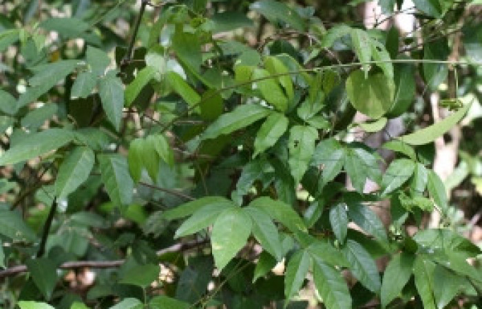 Fig. 9 Planta <i>Serjania atrlineata{/i] (Sapindaceae) Sector El Hacha, Estacion Los Almendros, 617mm hospedera de larva </i><i>Callicore pitheas</i></i> (Nymphalidae).