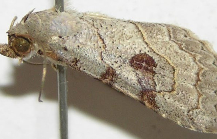 Fig.1 Adulto <i>Antiblemma</i></i> Poole31  parte lateral mostrando característica de la familia  Erebidae.  Voucher: 08-SRNP-30523-DHJ397631.jpg