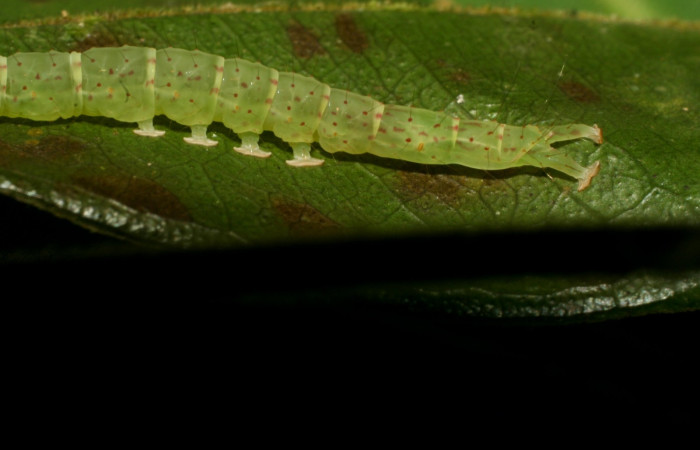 Fig.2 Larva  <i>Antiblemma</i></i> Poole31 en último estadío mostrando la parte propatas, característica. importante de la familia Erebidae.  Voucher: 09-SRNP-31673-DHJ458713.JPG