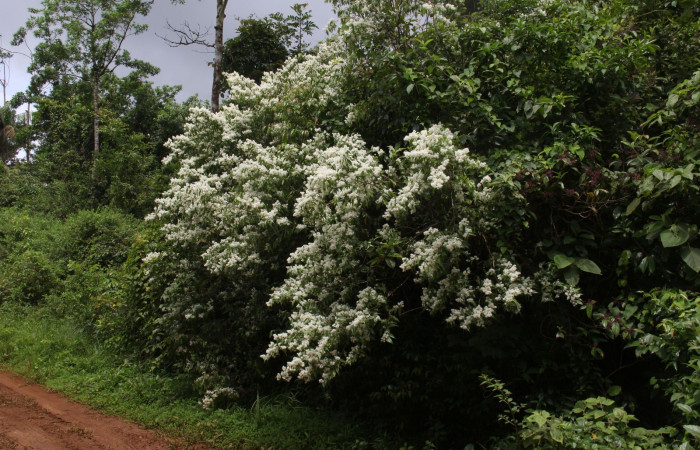 Fig.3  <i>Myrcia splendens</i></i>  Planta hospedera de <i>Antiblemma</i></i> Poole31 Estación Pitilla en Area de Conservación Guanacaste, febrero 2019, Foto. Calixto Moraga.