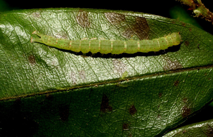 Fig .4  Larva <i>Antiblemma</i></i> Poole31 en último estadio mostrando puntitos  dorsales carácter importante de la especie. Voucher: 09-SRNP-31673-DHJ458708.JPG