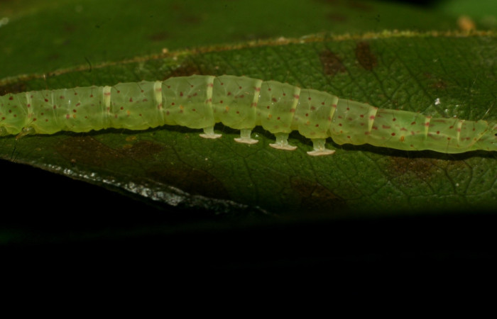 Fig. 5 Larva <i>Antiblemma</i></i> Poole33  en último estadio mostrando propasas rosadas.  Voucher:  09-SRNP-31673-DHJ458712.JPG