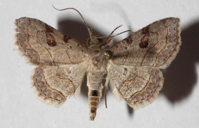 Fig.6 Adulto <i>Antiblemma</i></i> Poole31  dorsal. Voucher: 17-SRNP-32559-DHJ937318.jpg