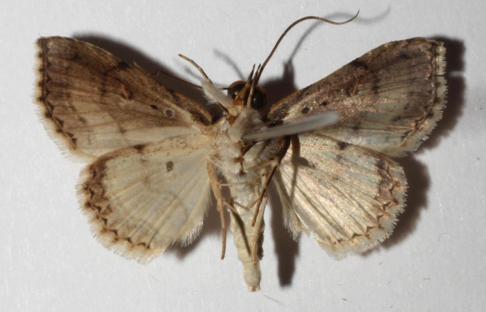 Fig.7 Adulto <i>Antiblemma</i></i> Poole31 ventral. Voucher:  17-SRNP-32559-DHJ937319.jpg