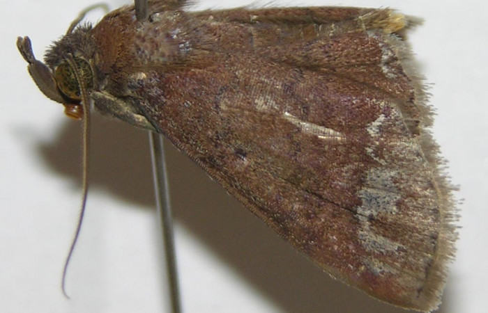 Fig.1 Adulto <i>Antiblemma amalthea</i></i>  carácter importante de la familia Erebidae, estructura en forma de V llamada palpos. Voucher: 09-SRNP-65848-DHJ514598.jpg