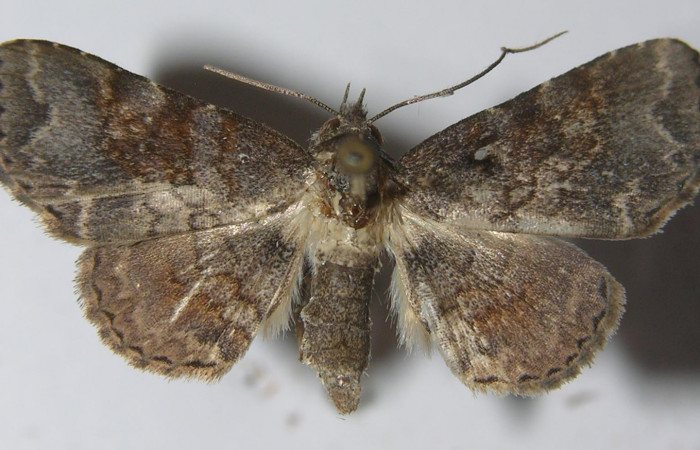  Fig. 2 Adulto <i>Antiblemma anthea</i></i>  parte dorsal.  Hembra. Voucher: 11-SRNP-72615-DHJ556908.jpg