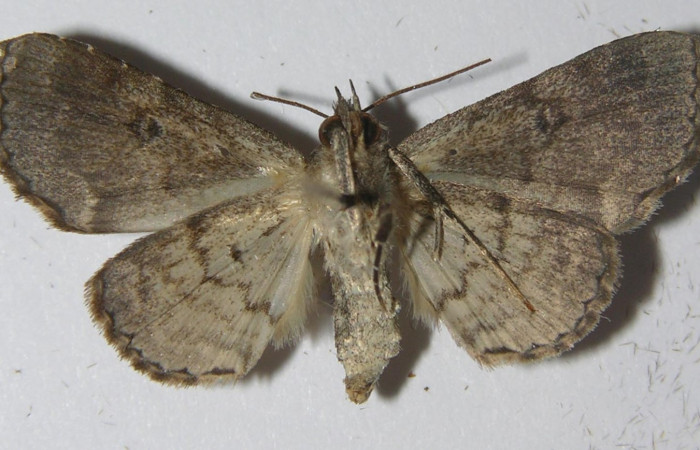 Fig.3  Adulto <i>Antiblemma anthea</i></i>  parte ventral. Hembra. Voucher:11-SRNP-72615-DHJ556909.jpg