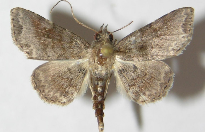 Fig. 4 Adulto <i>Antiblemma anthea</i></i> dorsal.  Macho. Voucher:  09-SRNP-73595-DHJ522142.jpg