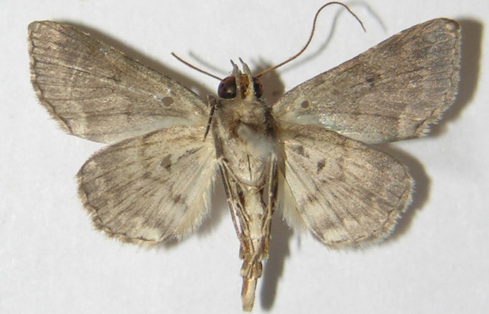 Fig. 5  Adulto <i>Antiblemma anthea</i></i>  ventral.  Macho. Voucher: 09-SRNP-73595-DHJ522143.jpg