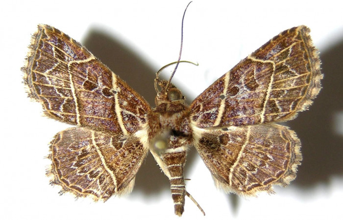 Fig.6  Adulto <i>Antiblemma fuscireticulata</i></i> parte dorsal,  comparación entre especies . Voucher: 05-SRNP-34800-DHJ328188.jpg