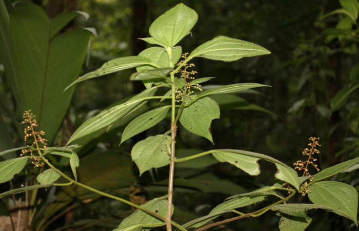  Fig.7 <i>Leandra grandifolia</i></i>  Estación Pitilla, Area de Conservación Guanacaste, planta hospedera de <i>Antiblemma anthea</i></i>.