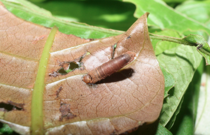 Fig. 10 Pupa de la larva <i>Paectes fuscescens</i></i>, adentro parásitos <i>Aleiodes</i></i> Janzen44 familia (Braconidae). Voucher: 11-SRNP-23167-DHJ492871.jpg.