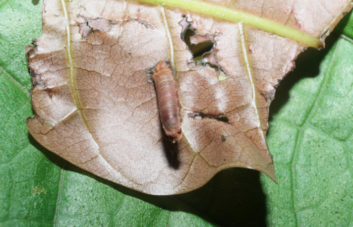 Fig. 11 Pupa de la larva <i>Paectes fuscescens</i></i>, adentro parásitos <i>Aleiodes</i></i> Janzen44 familia (Braconidae). Voucher: 11-SRNP-23167-DHJ492875.jpg.