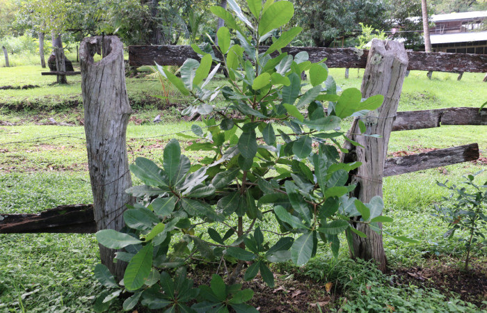 Fig. 12 Planta <i>Anacardium occidentale</i></i> introducido  (Anacardiaceae), hospedera de la larva <i>Paectes fuscescens</i></i>, (Euteliidae), Sector Mundo Nuevo. Foto Elieth cantillano. 24 Agosto 2020.