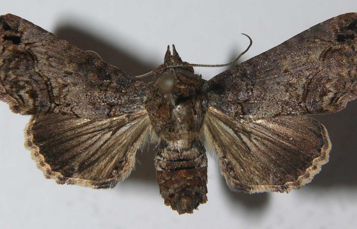 Fig.1 Adulto <i>Paectes fuscescens</i></i>, mostrando la parte dorsal. Voucher: 11-SRNP-23017-DHJ557002.