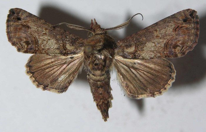 Fig.3 Adulto <i>Paectes fuscescens</i></i>, mostrando la parte dorsal. Voucher: 11-SRNP-23093-DHJ556984.