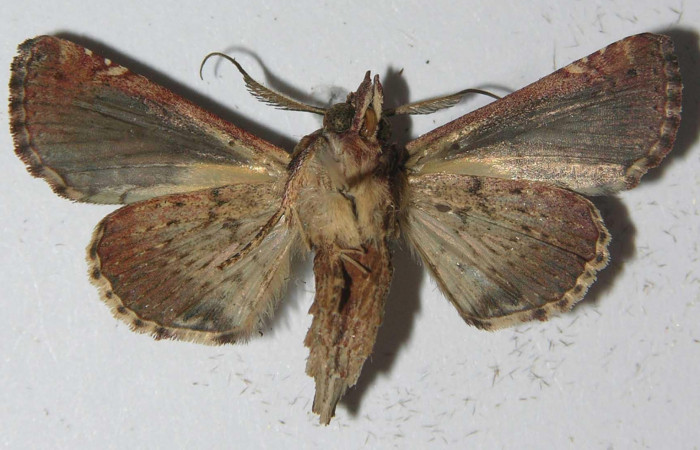 Fig.4 Adulto <i>Paectes fuscescens</i></i>, mostrando la parte ventral. Voucher: 11-SRNP-23093-DHJ556985.