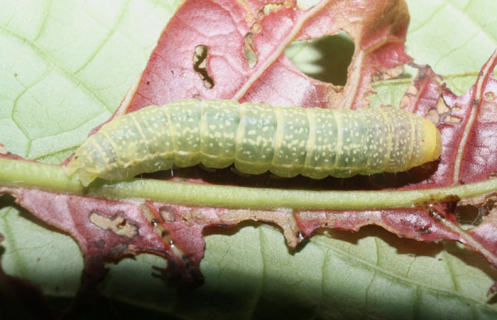 Fig. 6 Larva <i>Paectes fuscescens</i></i>, mostrando la parte dorsal entero. Voucher: 11-SRNP-23292-DHJ492886.jpg.