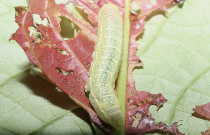 Fig. 7 Larva <i>Paectes fuscescens</i></i>, mostrando la parte espalda. Voucher: 11-SRNP-23292-DHJ492888.jpg.