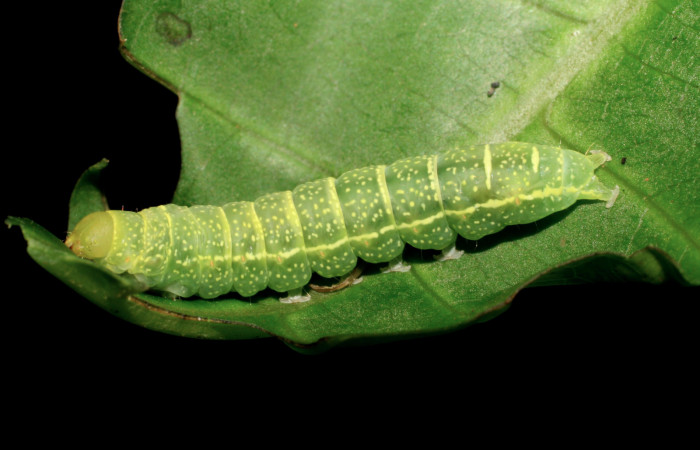 Fig. 8 Larva <i>Paectes fuscescens</i></i>, mostrando la parte lateral entero. Voucher: 07-SRNP-20857-DHJ419615.jpg.