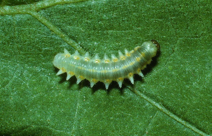 Figura 3. Larva <i>Mechanitis isthmia</i></i> (Nymphalidae), penúltimo estadío (PU) vista dorsal, localidad Sendero Nayo Sector Cacao ACG (1090m). Voucher: 03-SRNP-22263-DHJ77652.jpg.