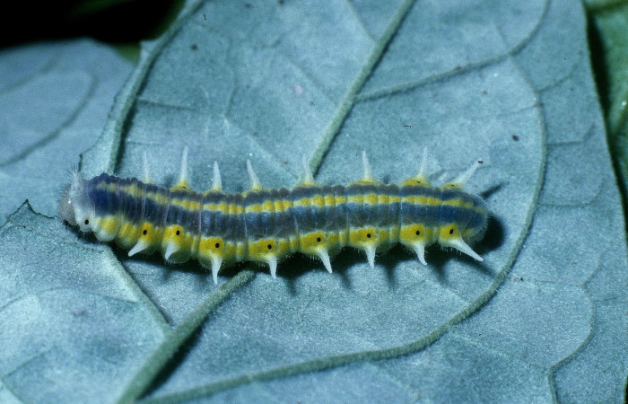Figura 4. Larva <i>Mechanitis isthmia</i></i> (Nymphalidae), último estadío (U) vista lateral, localidad Quebrada Ruiz Sector Del Oro ACG (280m). Voucher: 04-SRNP-22141-DHJ83623.jpg.
