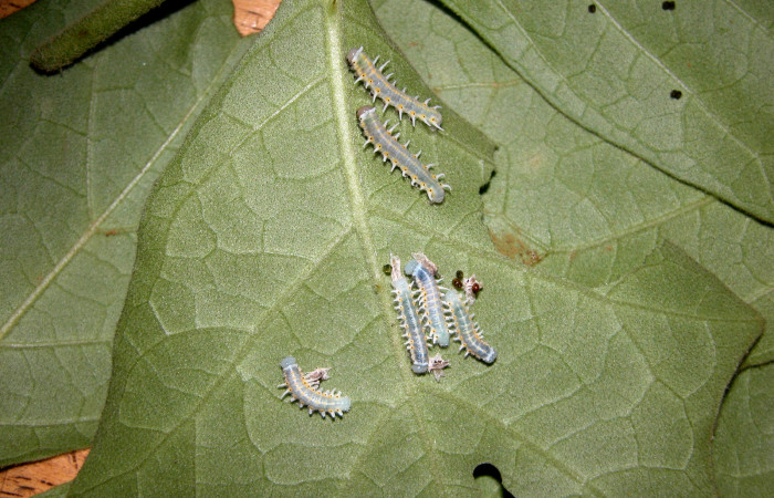 Figura 2. Larvitas <i>Mechanitis isthmia</i></i> (Nymphalidae), tercer estadío (PPU) vista dorsal, localidad Vochysia Sector Rincón Rain Forest ACG (320m). Voucher: 04-SRNP-42771-DHJ401758.jpg.