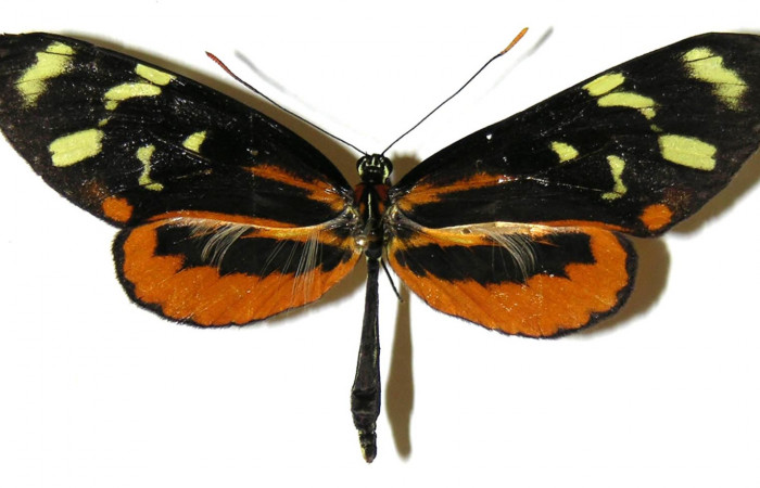 Figura 8. Adulto de <i>Mechanitis isthmia</i></i> (Nymphalidae), macho vista dorsal, localidad Pasmompa Sector Pitilla ACG (440m). Voucher: 04-SRNP-55514-DHJ307830.jpg.