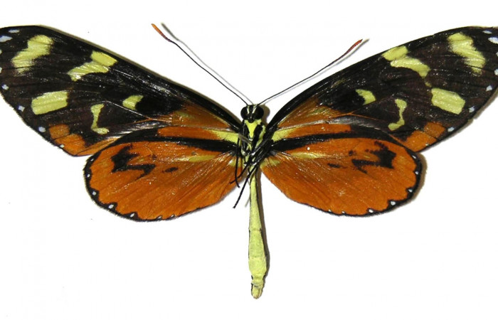 Figura 9. Adulto de <i>Mechanitis isthmia</i></i> (Nymphalidae), macho vista ventral, localidad Pasmompa Sector Pitilla ACG (440m). Voucher: 04-SRNP-55514-DHJ307831.jpg.