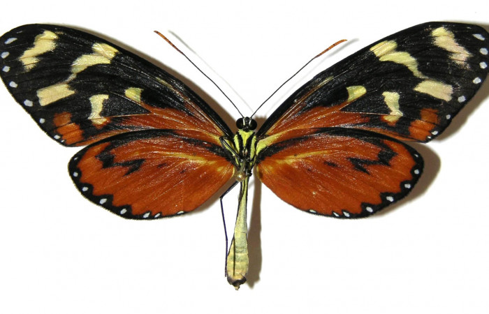 Figura 11. Adulto de <i>Mechanitis isthmia</i></i> (Nymphalidae), hembra vista ventral, localidad Area Administrativa Sector Santa Rosa ACG (295m). Voucher: 05-SRNP-18457-DHJ308569.jpg.