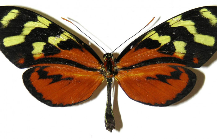 Figura 10. Adulto de <i>Mechanitis isthmia</i></i> (Nymphalidae), hembra vista dorsal, localidad Loaciga Sector Pitilla ACG (445m). Voucher: 05-SRNP-32077-DHJ308564.jpg.