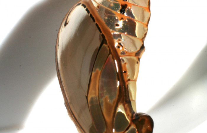 Figura 7. Pupa de <i>Mechanitis isthmia</i></i> (Nymphalidae), vista lateral, localidad Sendero colegio Sector San Cristóbal ACG (520m). Voucher: 06-SRNP-2511-DHJ410396.jpg.