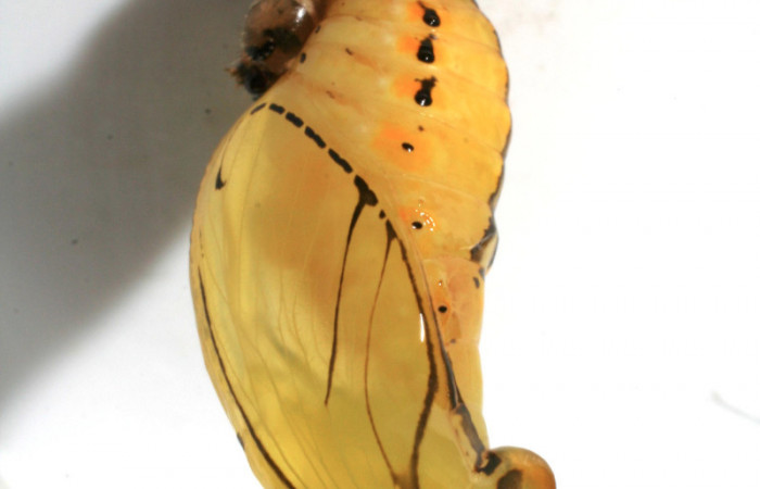 Figura 6. Pupa de <i>Mechanitis isthmia</i></i> (Nymphalidae), vista lateral, localidad Sendero colegio Sector San Cristóbal ACG (520m). Voucher: 06-SRNP-2512-DHJ410401.jpg.