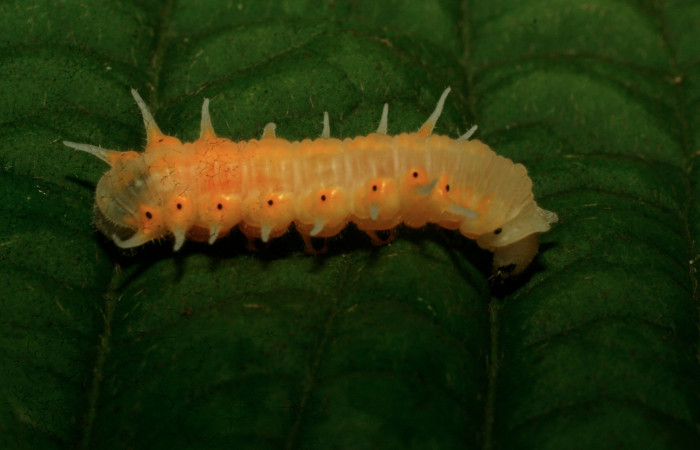 Figura 5. Larva <i>Mechanitis isthmia</i></i> (Nymphalidae) en estado de prepupa vista lateral, localidad Estación Biológica Quica Sector Pitilla ACG (470m). Voucher: 09-SRNP-73324-DHJ465727.jpg.