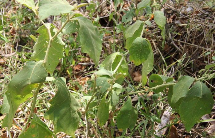 Figura 12. Planta hospedera de <i>Mechanitis isthmia</i></i> (Nymphalidae), esta planta se llama <i>Solanum hayesii</i></i> (Solanaceae), localidad Estación Quica Biológica Sector Pitilla ACG (470m).