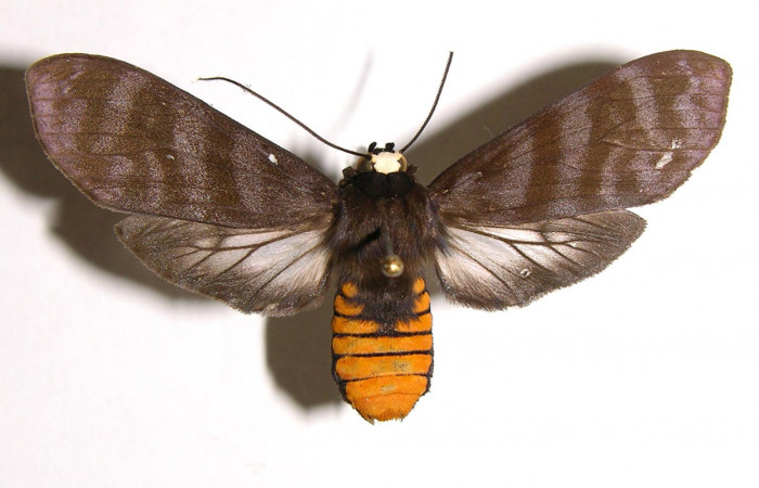 Figura 7. Adulto de <i>Pachydota saduca</i></i> (Erebidae), hembra vista dorsal, localidad Sendero Corredor Sector San Cristóbal ACG (620m). Voucher: 02-SRNP-18263-DHJ93434.jpg.