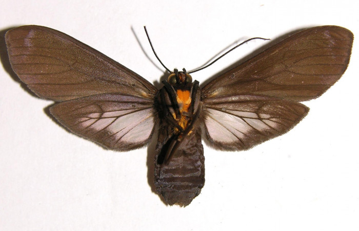 Figura 8. Adulto de <i>Pachydota saduca</i></i> (Erebidae), hembra vista ventral, localidad Sendero Corredor Sector San Cristóbal ACG (620m). Voucher: 02-SRNP-18263-DHJ93435.jpg.