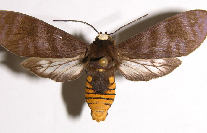 Figura 9. Adulto de <i>Pachydota saduca</i></i> (Erebidae), macho vista dorsal, localidad Finca Araya Sector El Hacha ACG (295m). Voucher: 02-SRNP-5869-DHJ93436.jpg.