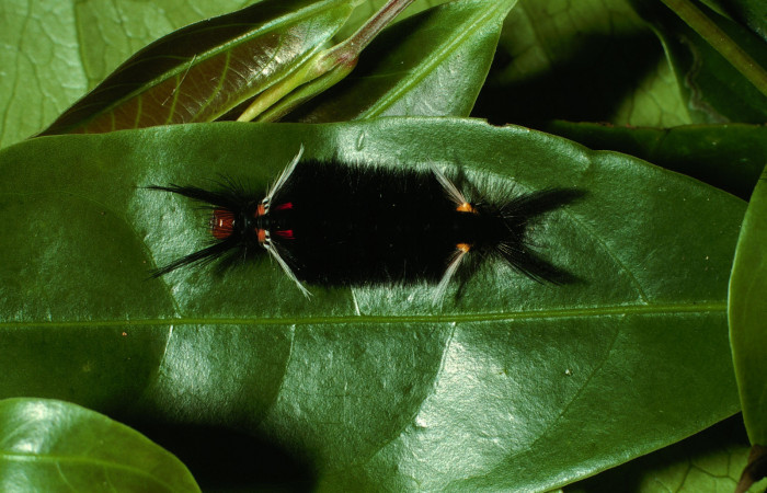Figura 3. Larva <i>Pachydota saduca</i></i> (Erebidae), penúltimo estadío (PU) vista dorsal, localidad Sendero Nayo Sector Cacao ACG (1090m). Voucher: 03-SRNP-3389-DHJ72401.jpg.