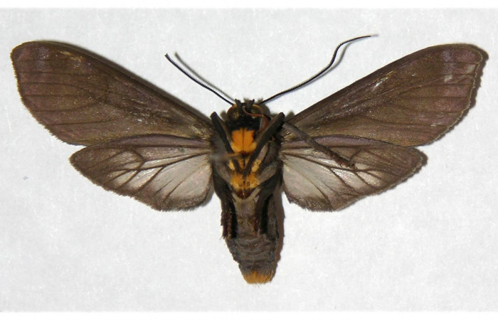 Figura 10. Adulto de <i>Pachydota saduca</i></i> (Erebidae), macho vista ventral, localidad Puente Rio Negro Sector Rincón Rain Forest ACG (295m). Voucher: 05-SRNP-41530-DHJ316249.jpg.